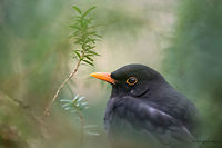 Blackbird Blackbird - Turdus merula<br />
http://www.jungledragon.com/image/26289/blackbird_-_female.html Common Blackbird,Geotagged,Germany,Turdidae,Turdus merula,Winter,aves,birds,blackbird,nature,passerine
