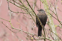 Blackbird - female Blackbird - Turdus merula<br />
http://www.jungledragon.com/image/26288/blackbird.html Common Blackbird,Geotagged,Germany,Turdidae,Turdus merula,Winter,aves,birds,blackbird,nature,passerine