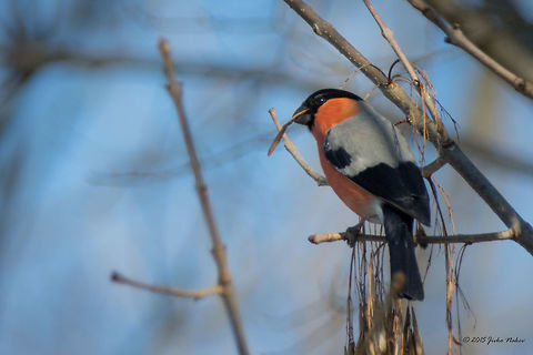Bullfinch Eurasian Bullfinch - Pyrrhula pyrrhula Bulgaria,Bullfinch,Eurasian Bullfinch,Fringillidae,Geotagged,Pyrrhula pyrrhula,Winter,aves,birds,nature,passerine