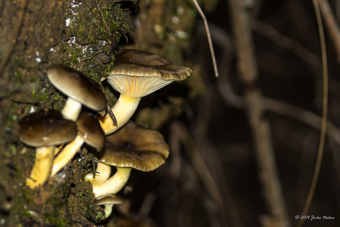 Yellow Gilled Wax Cap Yellow Gilled Wax Cap - Hygrophorus hypothejus Bulgaria,Fall,Geotagged,Hygrophorus hypothejus,Yellow Gilled Wax Cap,fungi,fungus,mushroom,naturae