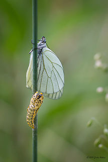 Black-veined White Butterfly Butterfly just emerged from pupa Aporia crataegi,Black-veined White Butterfly,Bulgaria,Geotagged,Pieridae,Pierini,Spring,butterfly,insect,lepidoptera,nature