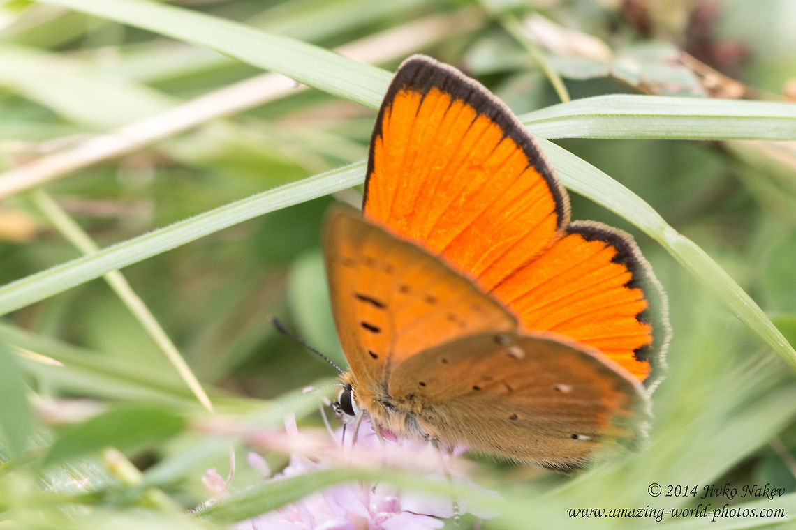 Scarce Copper Butterfly Scarce Copper - Lycaena virgaureae Bulgaria,Geotagged,Lycaena virgaureae,Lycaenidae,Scarce Copper,Scarce copper,Summer,butterfly,insect,lepidoptera,nature,papillon