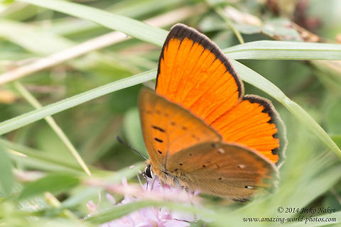 Scarce Copper Butterfly Scarce Copper - Lycaena virgaureae Bulgaria,Geotagged,Lycaena virgaureae,Lycaenidae,Scarce Copper,Scarce copper,Summer,butterfly,insect,lepidoptera,nature,papillon