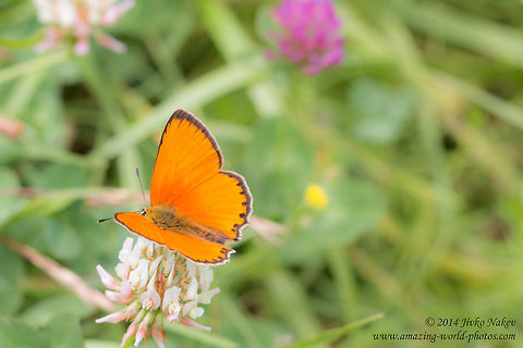 Scarce Copper Butterfly Scarce Copper - Lycaena virgaureae Bulgaria,Geotagged,Lycaena virgaureae,Lycaenidae,Scarce Copper,Scarce copper,Summer,butterfly,insect,lepidoptera,nature,papillon