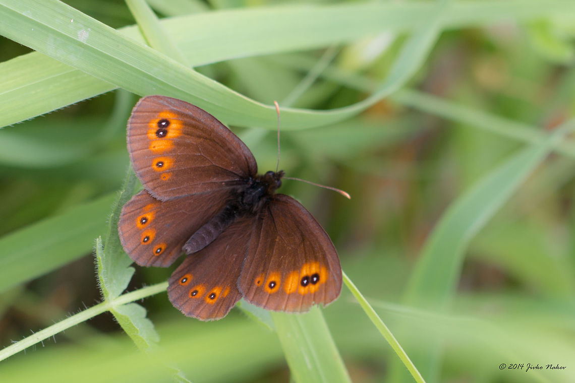 Woodland Ringlet Butterfly Erebia medusa Bulgaria,Erebia medusa,Geotagged,Spring,Woodland Ringlet,butterfly,insect,lepidoptera,nature,nymphalidae
