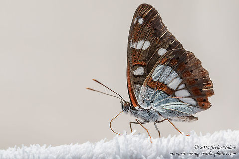 Southern White Admiral Butterfly Southern White Admiral - Limenitis reducta Geotagged,Greece,Limenitis reducta,Southern White Admiral,Summer,butterfly,insect,lepidoptera,nature,nymphalidae