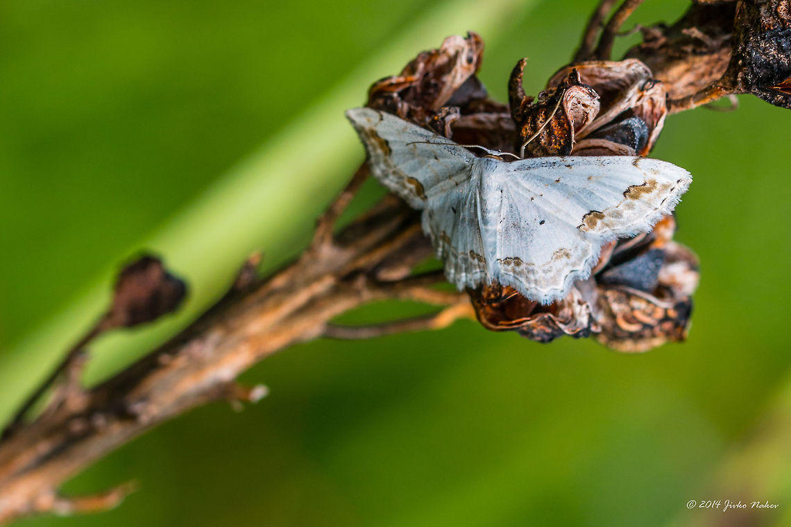 White Moth Unidentified Bulgaria,Geotagged,Scopula ornata,Spring,geometridae,insect,lepidoptera,moth,nature
