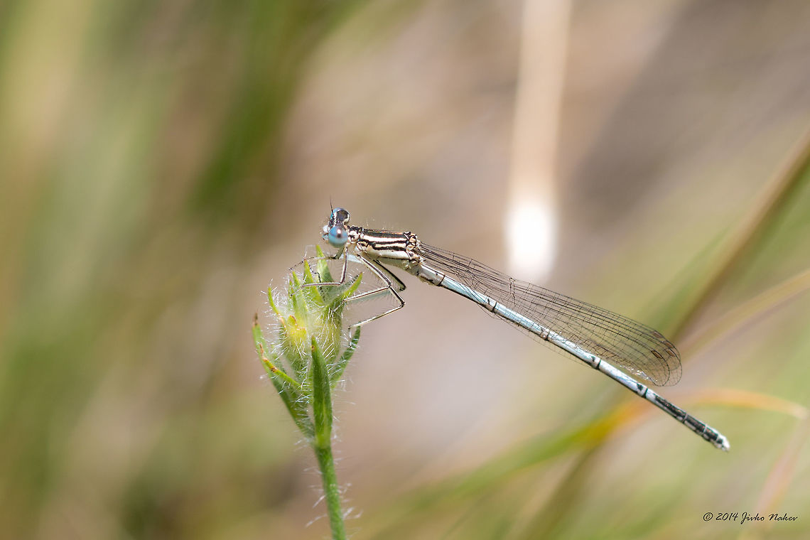 Damselfly Unidentified Bulgaria,Damselfly,Geotagged,Odonata,Platycnemis pennipes,Spring,White-legged Damselfly,Wildlife,insect,nature