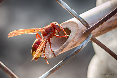 Trap - Oriental hornet In the area I took this photo hundreds of pesky wasps and hornets are flying around. People constantly frighten them away, but they are damn annoying and frightening. That's why people invent different ways to entice them away and eventually kill them.
How they prepare this trap:
For this purpose they utilize a piece of dried reed. In a plastic bottle pour water and put a few pieces of raw meat, than at the upper part two opposite holes are drilled and the reed tube inserted. 
Insects are attracted by the smell, enter through the tube into the bottle and can not find their way back out and drown. Geotagged,Greece,Oriental hornet,Summer,Vespa orientalis,arthropoda,hymenoptera,insect,nature,vespidae