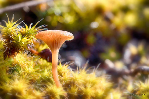 The Pixie Funnel Cap Pixie Funnel Cap - Omphalina pyxidata
I've done quite profound research on this species. There are more than 100 species in the genus, but I think I have correctly identified it. This one was about 1,2 cm big (the cap diameter), thin and fragile. I was surprised to find it in mid February at -8˚C! 
For reference: http://goo.gl/jCRTS2 Agaricales,Bulgaria,Geotagged,Omphalina pyxidata,Pixie Funnel Cap,Winter,fungi,mushroom,nature
