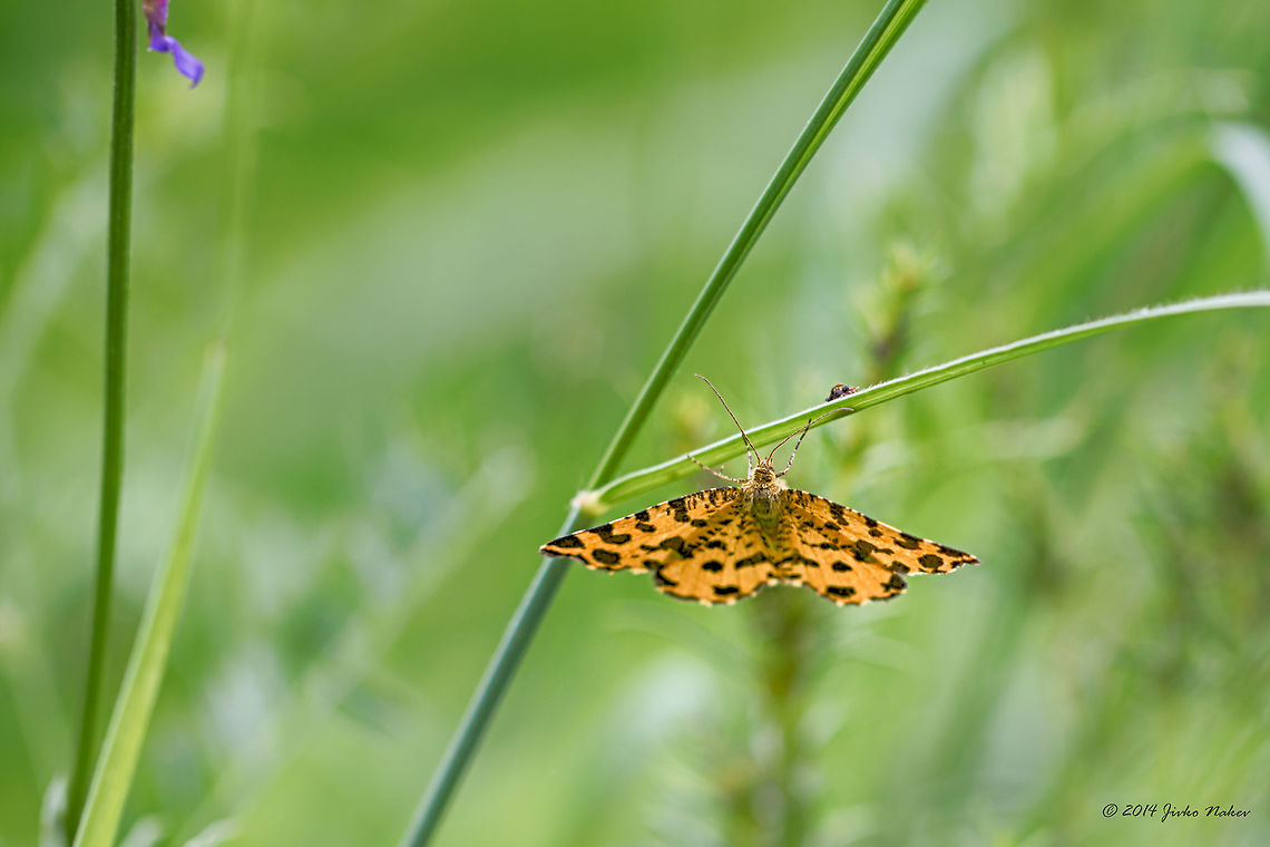 Upside down Speckled Yellow Moth - Pseudopanthera macularia Bulgaria,Geotagged,Moths,Pseudopanthera macularia,Speckled Yellow Moth,Spring,geometridae,insect,lepidoptera,nature