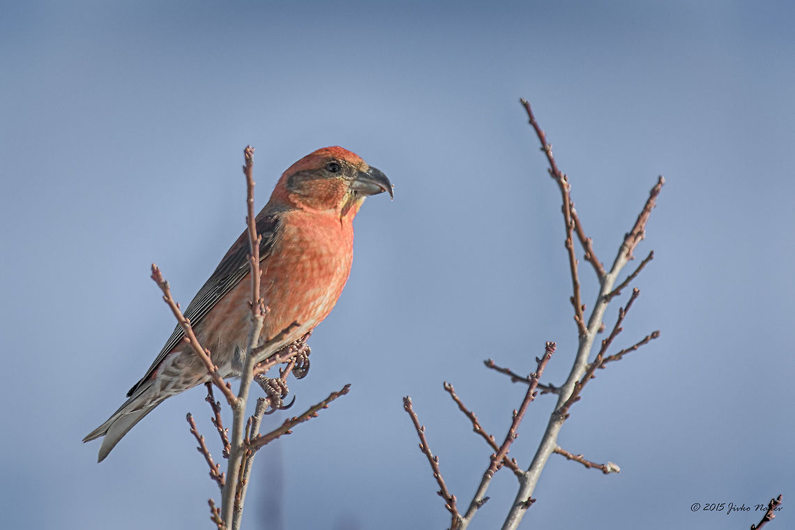 Red Crossbill - male Red Crossbill - Loxia curvirostra<br />
<figure class="photo"><a href="https://www.jungledragon.com/image/26640/red_crossbill_-_female.html" title="Red Crossbill - female"><img src="https://s3.amazonaws.com/media.jungledragon.com/images/1332/26640_thumb.jpg?AWSAccessKeyId=05GMT0V3GWVNE7GGM1R2&Expires=1769040010&Signature=HneN%2FYaOoSOKCG6RHo3qwkVqizM%3D" width="200" height="134" alt="Red Crossbill - female Red Crossbill - Loxia curvirostra<br />
http://www.jungledragon.com/image/26639/red_crossbill_-_male.html Bec-crois&eacute; des sapins,Bulgaria,Fichtenkreuzschnabel,Geotagged,Loxia curvirostra,Red Crossbill,Winter,aves,birds,crociere comune,nature,passerine,red crossbill" /></a></figure> Bec-croisé des sapins,Bulgaria,Fichtenkreuzschnabel,Geotagged,Loxia curvirostra,Red Crossbill,Winter,aves,birds,crociere comune,nature,passerine,red crossbill