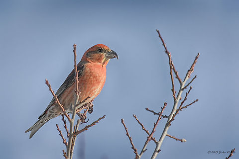 Red Crossbill - male Red Crossbill - Loxia curvirostra
http://www.jungledragon.com/image/26640/red_crossbill_-_female.html Bec-croisé des sapins,Bulgaria,Fichtenkreuzschnabel,Geotagged,Loxia curvirostra,Red Crossbill,Winter,aves,birds,crociere comune,nature,passerine,red crossbill