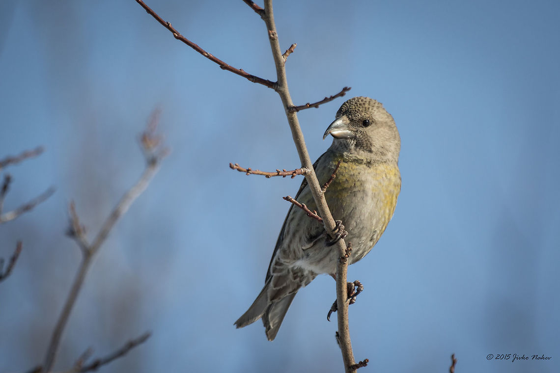 Red Crossbill - female Red Crossbill - Loxia curvirostra<br />
<figure class="photo"><a href="https://www.jungledragon.com/image/26639/red_crossbill_-_male.html" title="Red Crossbill - male"><img src="https://s3.amazonaws.com/media.jungledragon.com/images/1332/26639_thumb.jpg?AWSAccessKeyId=05GMT0V3GWVNE7GGM1R2&Expires=1769040010&Signature=v%2FR%2FgK1opim2iTF7Z%2FUXP2EitBE%3D" width="200" height="134" alt="Red Crossbill - male Red Crossbill - Loxia curvirostra<br />
http://www.jungledragon.com/image/26640/red_crossbill_-_female.html Bec-crois&eacute; des sapins,Bulgaria,Fichtenkreuzschnabel,Geotagged,Loxia curvirostra,Red Crossbill,Winter,aves,birds,crociere comune,nature,passerine,red crossbill" /></a></figure> Bec-croisé des sapins,Bulgaria,Fichtenkreuzschnabel,Geotagged,Loxia curvirostra,Red Crossbill,Winter,aves,birds,crociere comune,nature,passerine,red crossbill