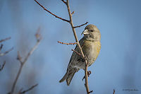 Red Crossbill - female Red Crossbill - Loxia curvirostra<br />
http://www.jungledragon.com/image/26639/red_crossbill_-_male.html Bec-croisé des sapins,Bulgaria,Fichtenkreuzschnabel,Geotagged,Loxia curvirostra,Red Crossbill,Winter,aves,birds,crociere comune,nature,passerine,red crossbill