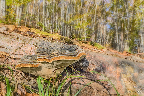 Tinder fungus Tinder fungus - Fomes fomentarius Bulgaria,Fall,Fomes fomentarius,Geotagged,Tinder conk,Tinder fungus,Tinder polypore,fomes fomentarius,fungi,nature,polyporales