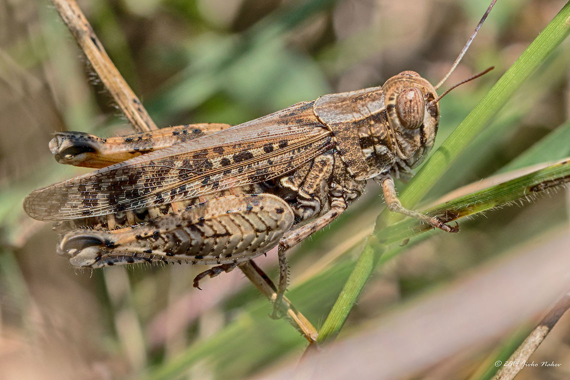 Locust - Calliptamus barbarus female  Acrididae,Animalia,Arthropoda,Calliptamus barbarus,Europe,Geotagged,Greece,Insecta,Orthoptera,Short-horned Grasshopper,Sithonia,Summer,Sykia,Wildlife