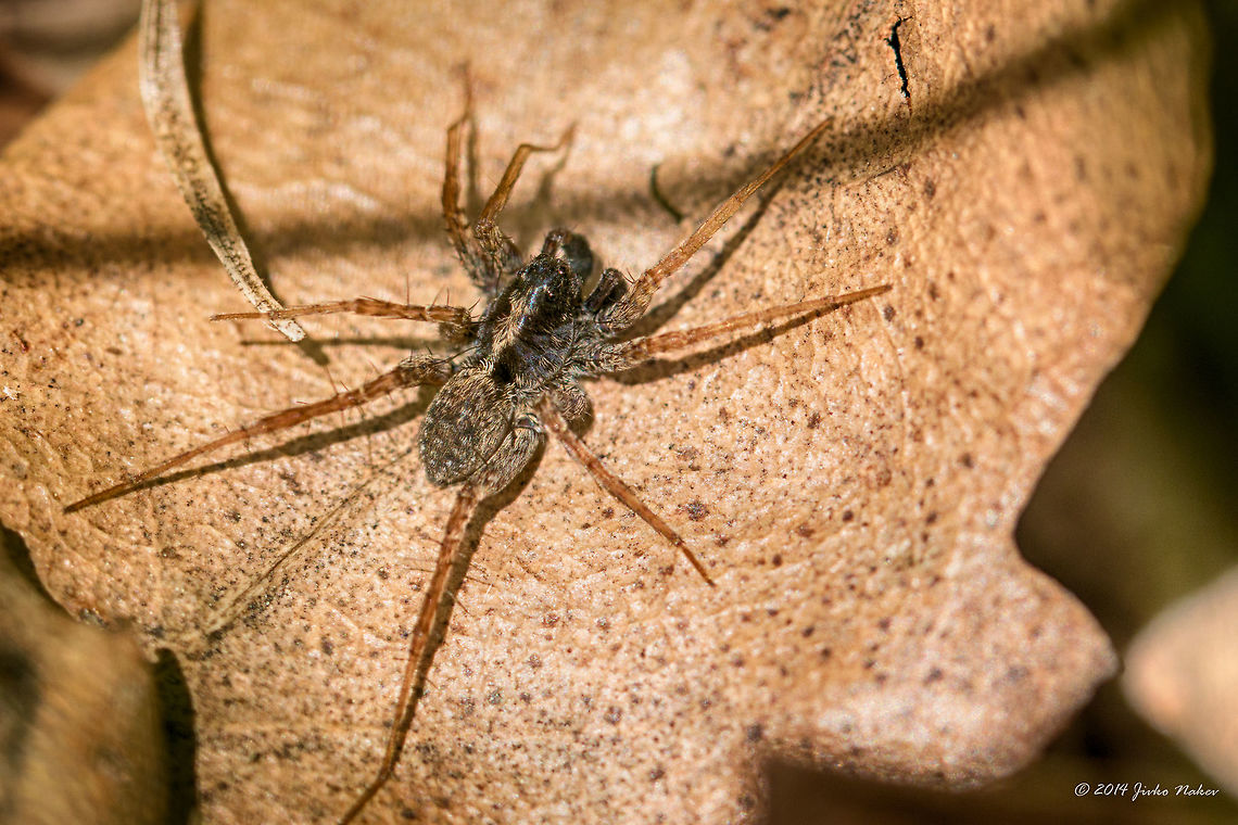 Meadow Wolf Spider  Animalia,Arachnida,Araneae,Arthropoda,Bulgaria,Dendrarium Botanical Garden,Europe,Geotagged,Lycosidae,Meadow Wolf Spider,Pardosa prativaga,Spring,Vitosha Mountain Nature Park,Wildlife
