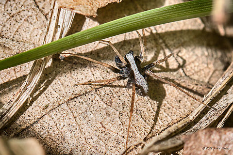 Wolf Spider Pardosa lugubris - male Animalia,Arachnida,Araneae,Arthropoda,Blacktail Wolf Spider,Bulgaria,Dendrarium Botanical Garden,Europe,Geotagged,Lycosidae,Pardosa lugubris,Spring,Vitosha Mountain Nature Park,Wildlife