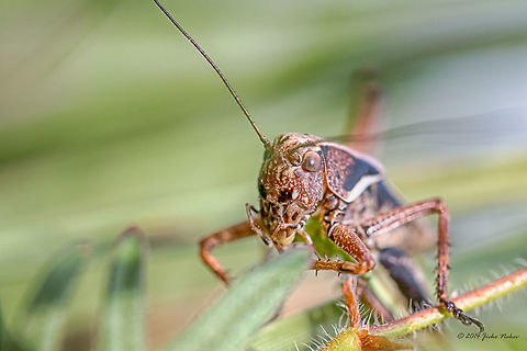 Dark Bush-cricket Dark Bush-cricket Animalia,Arthropoda,Bulgaria,Dark bush-cricket,Dendrarium Botanical Garden,Europe,Geotagged,Insecta,Orthoptera,Pholidoptera griseoaptera,Spring,Tettigoniidae,Vitosha Mountain Nature Park,Wildlife