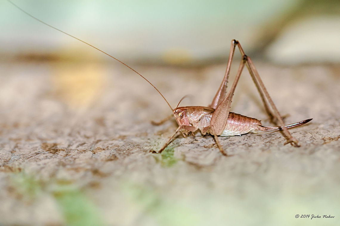 Long-horned Katydid So long I&#039;m not able to identify this girl. Animalia,Arthropoda,Europe,Geotagged,Greece,Insecta,Koroni,Long-horned grasshopper,Messinia,Orthoptera,Peloponnese,Summer,Tettigoniidae,Wildlife