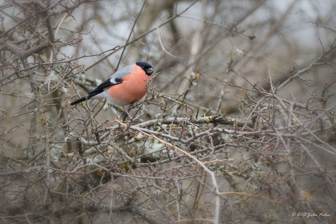 Eurasian Bullfinch - male <figure class="photo"><a href="https://www.jungledragon.com/image/26858/eurasian_bullfinch_-_female.html" title="Eurasian Bullfinch - female"><img src="https://s3.amazonaws.com/media.jungledragon.com/images/1332/26858_thumb.jpg?AWSAccessKeyId=05GMT0V3GWVNE7GGM1R2&Expires=1767225610&Signature=HDrUaIihJCOh5lSCIKRtS0y9agg%3D" width="200" height="134" alt="Eurasian Bullfinch - female Well, this is the 1000th photo on JD tagged &quot;Bulgaria&quot;!<br />
http://www.jungledragon.com/image/26857/eurasian_bullfinch_-_male.html Animalia,Aves,Bird,Bulgaria,Bullfinch,Chordata,Eurasian Bullfinch,Europe,Fringillidae,Geotagged,Palakaria Protected Area,Passeriformes,Passerine,Pyrrhula pyrrhula,Wildlife,Winter" /></a></figure> Animalia,Aves,Bird,Bulgaria,Bullfinch,Chordata,Eurasian Bullfinch,Europe,Fringillidae,Geotagged,Palakaria Protected Area,Passeriformes,Passerine,Pyrrhula pyrrhula,Wildlife,Winter
