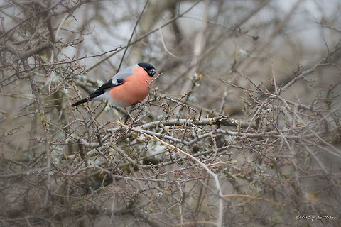 Eurasian Bullfinch - male http://www.jungledragon.com/image/26858/eurasian_bullfinch_-_female.html Animalia,Aves,Bird,Bulgaria,Bullfinch,Chordata,Eurasian Bullfinch,Europe,Fringillidae,Geotagged,Palakaria Protected Area,Passeriformes,Passerine,Pyrrhula pyrrhula,Wildlife,Winter