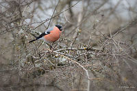 Eurasian Bullfinch - male http://www.jungledragon.com/image/26858/eurasian_bullfinch_-_female.html Animalia,Aves,Bird,Bulgaria,Bullfinch,Chordata,Eurasian Bullfinch,Europe,Fringillidae,Geotagged,Palakaria Protected Area,Passeriformes,Passerine,Pyrrhula pyrrhula,Wildlife,Winter