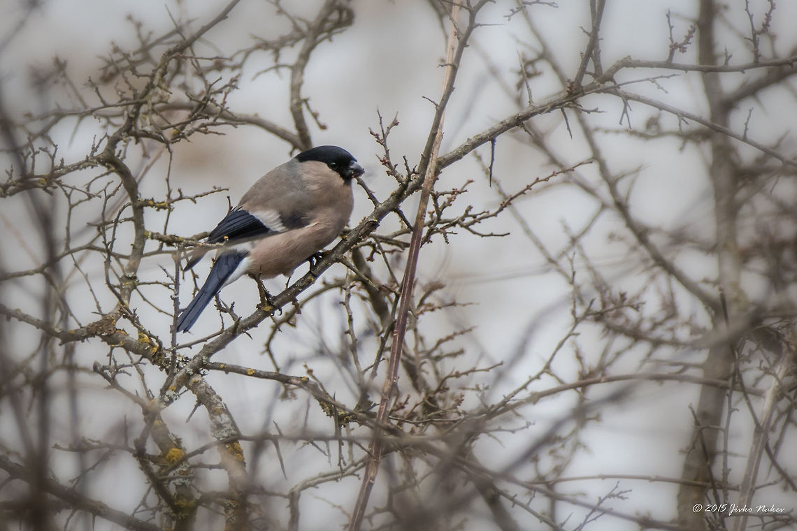 Eurasian Bullfinch - female Well, this is the 1000th photo on JD tagged &quot;Bulgaria&quot;!<br />
<figure class="photo"><a href="https://www.jungledragon.com/image/26857/eurasian_bullfinch_-_male.html" title="Eurasian Bullfinch - male"><img src="https://s3.amazonaws.com/media.jungledragon.com/images/1332/26857_thumb.jpg?AWSAccessKeyId=05GMT0V3GWVNE7GGM1R2&Expires=1767225610&Signature=n2Ape1k4YDlE2%2FPn2ZhtfjcdM5k%3D" width="200" height="134" alt="Eurasian Bullfinch - male http://www.jungledragon.com/image/26858/eurasian_bullfinch_-_female.html Animalia,Aves,Bird,Bulgaria,Bullfinch,Chordata,Eurasian Bullfinch,Europe,Fringillidae,Geotagged,Palakaria Protected Area,Passeriformes,Passerine,Pyrrhula pyrrhula,Wildlife,Winter" /></a></figure> Animalia,Aves,Bird,Bulgaria,Bullfinch,Chordata,Eurasian Bullfinch,Europe,Fringillidae,Geotagged,Palakaria Protected Area,Passeriformes,Passerine,Pyrrhula pyrrhula,Wildlife,Winter