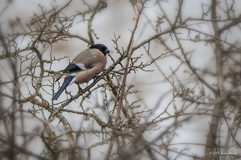 Eurasian Bullfinch - female Well, this is the 1000th photo on JD tagged "Bulgaria"!
http://www.jungledragon.com/image/26857/eurasian_bullfinch_-_male.html Animalia,Aves,Bird,Bulgaria,Bullfinch,Chordata,Eurasian Bullfinch,Europe,Fringillidae,Geotagged,Palakaria Protected Area,Passeriformes,Passerine,Pyrrhula pyrrhula,Wildlife,Winter