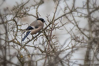 Eurasian Bullfinch - female Well, this is the 1000th photo on JD tagged "Bulgaria"!<br />
http://www.jungledragon.com/image/26857/eurasian_bullfinch_-_male.html Animalia,Aves,Bird,Bulgaria,Bullfinch,Chordata,Eurasian Bullfinch,Europe,Fringillidae,Geotagged,Palakaria Protected Area,Passeriformes,Passerine,Pyrrhula pyrrhula,Wildlife,Winter