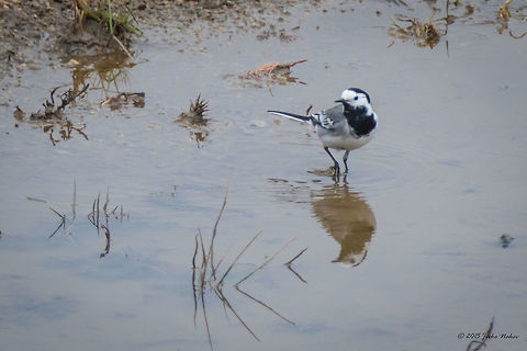 White wagtail  Animalia,Aves,Bird,Bulgaria,Chordata,Europe,Geotagged,Motacilla alba,Motacilla alba alba,Motacillidae,Passeriformes,Passerine,White wagtail,Wildlife,Winter