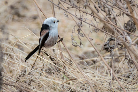 Long-tailed Bushtit Long-tailed tit - subspecies Aegithalos caudatus caudatus - pure white head. Aegithalidae,Aegithalos caudatus,Aegithalos caudatus caudatus,Animalia,Aves,Bird,Bulgaria,Chordata,Europe,Geotagged,Long-tailed Tit,Long-tailed bushtit,Long-tailed tit,Passeriformes,Passerine,Wildlife,Winter