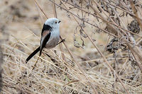 Long-tailed Bushtit Long-tailed tit - subspecies Aegithalos caudatus caudatus - pure white head. Aegithalidae,Aegithalos caudatus,Aegithalos caudatus caudatus,Animalia,Aves,Bird,Bulgaria,Chordata,Europe,Geotagged,Long-tailed Tit,Long-tailed bushtit,Long-tailed tit,Passeriformes,Passerine,Wildlife,Winter
