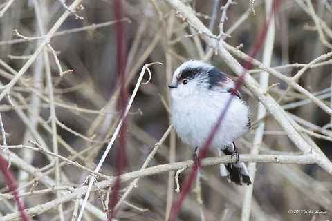 Long-tailed Bushtit Long-tailed tit - subspecies Aegithalos caudatus macedonicus - with brown eyebrows. Aegithalidae,Aegithalos caudatus,Aegithalos caudatus macedonicus,Animalia,Aves,Bird,Bulgaria,Chordata,Europe,Geotagged,Long-tailed Tit,Long-tailed bushtit,Long-tailed tit,Passeriformes,Passerine,Wildlife,Winter