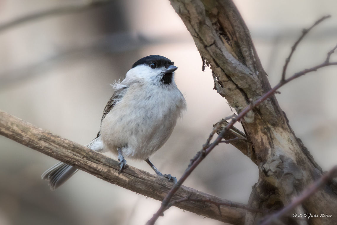 Marsh Tit Marsh Tit - Poecile palustris Animalia,Aves,Bird,Bulgaria,Chordata,Europe,Geotagged,Iskar Dam,Marsh Tit,Paridae,Passeriformes,Passerine,Poecile palustris,Shumnatoto Tepe 2 Protected Area,Wildlife,Winter