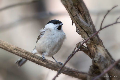 Marsh Tit Marsh Tit - Poecile palustris Animalia,Aves,Bird,Bulgaria,Chordata,Europe,Geotagged,Iskar Dam,Marsh Tit,Paridae,Passeriformes,Passerine,Poecile palustris,Shumnatoto Tepe 2 Protected Area,Wildlife,Winter