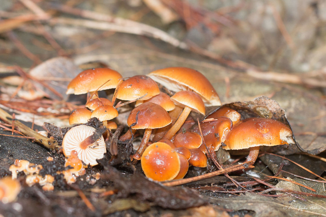 Velvet Shank Mushroom Also called Seafood mushroom - Flammulina velutipes<br />
My first fungi this year! Agaricales,Agaricomycetes,Basidiomycota,Bulgaria,Europe,Flammulina,Flammulina velutipes,Fungi,Geotagged,Iskar Dam,Physalacriaceae,Shumnatoto Tepe 2 Protected Area,Velvet Shank,Wildlife,Winter,Winter Mushroom
