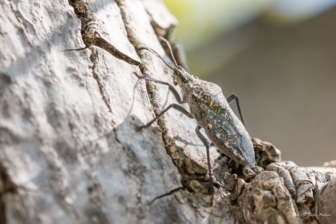 Shield bug  Animalia,Apodiphus amygdali,Arthropoda,Europe,Geotagged,Greece,Halys hellenica,Hemiptera,Insecta,Koroni,Messinia,Peloponnese,Pentatomidae,Shield bug,Summer,Wildlife