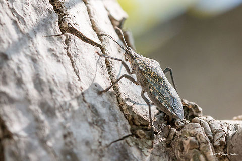 Shield bug  Animalia,Apodiphus amygdali,Arthropoda,Europe,Geotagged,Greece,Halys hellenica,Hemiptera,Insecta,Koroni,Messinia,Peloponnese,Pentatomidae,Shield bug,Summer,Wildlife
