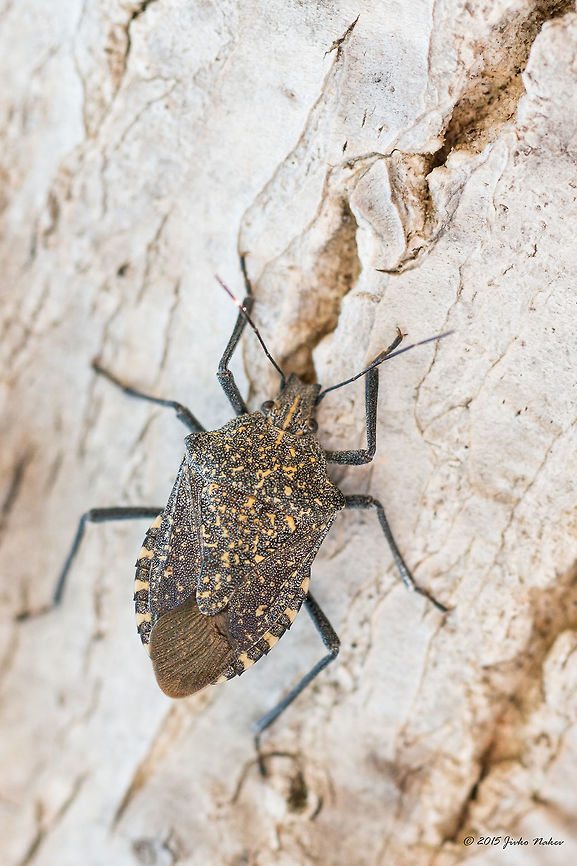Shield bug  Animalia,Apodiphus amygdali,Arthropoda,Europe,Geotagged,Greece,Halys hellenica,Hemiptera,Insecta,Koroni,Messinia,Peloponnese,Pentatomidae,Shield bug,Summer,Wildlife