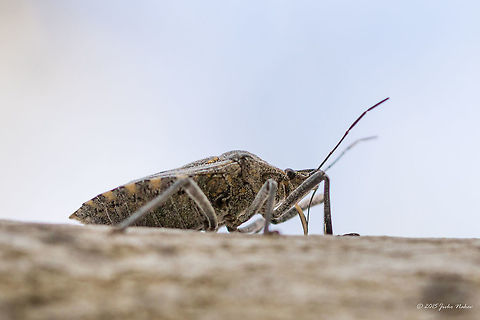 Shield bug  Animalia,Apodiphus amygdali,Arthropoda,Europe,Geotagged,Greece,Halys hellenica,Hemiptera,Insecta,Koroni,Messinia,Peloponnese,Pentatomidae,Shield bug,Summer,Wildlife