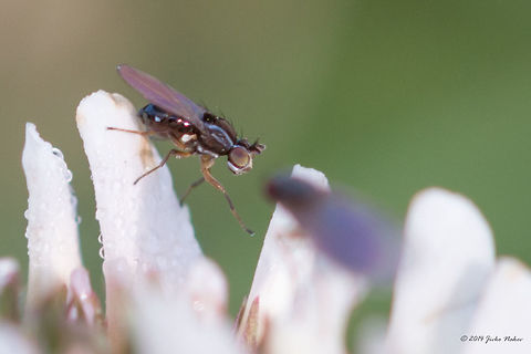 Spread-winged Fly I was not able to identify this tiny 2-2.5mm fly. Animalia,Arthropoda,Bulgaria,Diptera,Emen Protected Area,Europe,Geotagged,Insecta,Lonchoptera sp.,Lonchopteridae,Natura 2000,Negovanka river,Pointed-winged Fly,Spear-winged Fly,Summer,Veliko Tarnovo,Wildlife