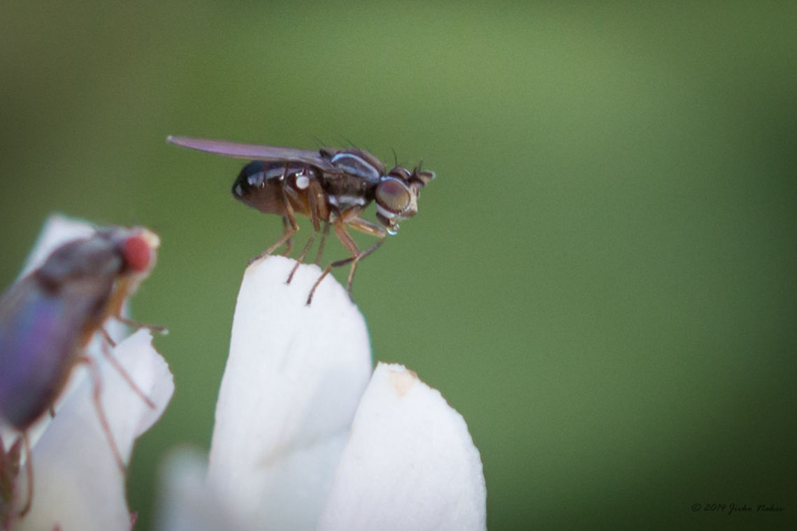 Spread-winged Fly I was not able to identify this tiny 2-2.5mm fly. Animalia,Arthropoda,Bulgaria,Diptera,Emen Protected Area,Europe,Geotagged,Insecta,Lonchoptera sp.,Lonchopteridae,Natura 2000,Negovanka river,Pointed-winged Fly,Spear-winged Fly,Summer,Veliko Tarnovo,Wildlife