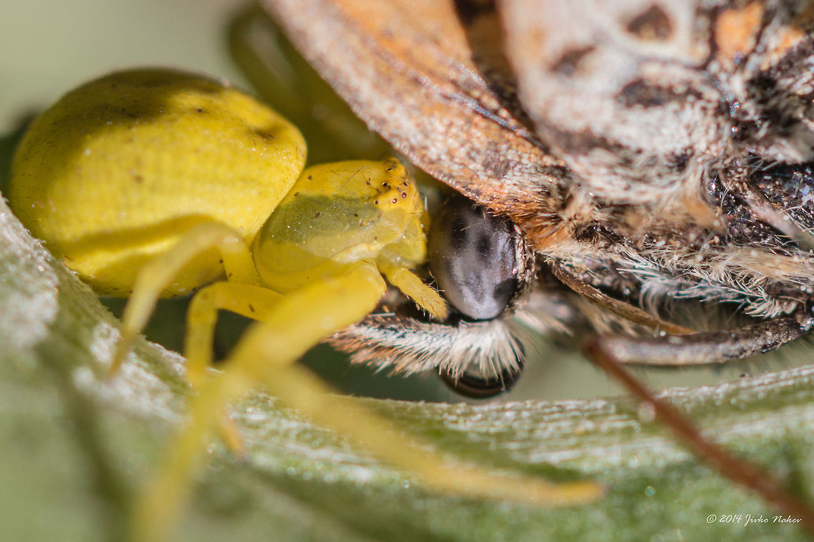 Goldenrod Crab Spider This little yellow girl is not worried by the size of her prey Animalia,Arachnida,Araneae,Arthropoda,Bulgaria,Europe,Geotagged,Goldenrod crab spider,Misumena vatia,Summer,Thomisidae,Vitosha Mountain Nature Park,Wildlife