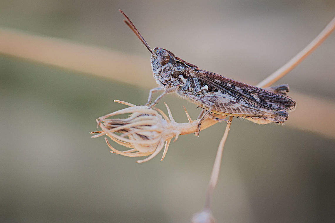 Moroccan locust Captured in Greece, Chaldiki, Sithonia peninsula Acrididae,Animalia,Arthropoda,Dociostaurus maroccanus,Europe,Geotagged,Greece,Halkidiki,Insecta,Moroccan locust,Orthoptera,Short-horned Grasshopper,Sithonia,Summer,Sykia,Wildlife