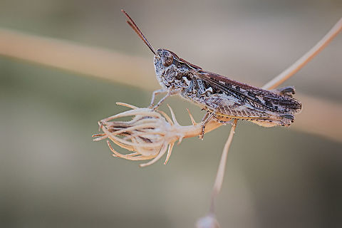 Moroccan locust Captured in Greece, Chaldiki, Sithonia peninsula Acrididae,Animalia,Arthropoda,Dociostaurus maroccanus,Europe,Geotagged,Greece,Halkidiki,Insecta,Moroccan locust,Orthoptera,Short-horned Grasshopper,Sithonia,Summer,Sykia,Wildlife