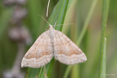 Shaded Broad-bar Moth Shaded Broad-bar Moth - Scotopteryx chenopodiata Animalia,Arthropoda,Bulgaria,Dendrarium Botanical Garden,Europe,Geometer moth,Geometridae,Geotagged,Insecta,Lepidoptera,Scotopteryx chenopodiata,Shaded Broad-bar,Summer,Vitosha Mountain Nature Park,Wildlife