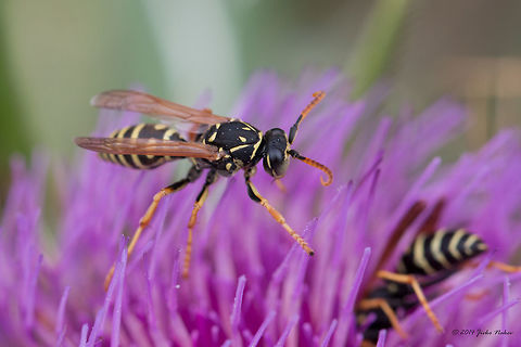 Gallic Paper Wasp Gallic Paper Wasp Collecting Nectar Animalia,Arthropoda,Bistrishko Branishte Nature Reserve,Bulgaria,Europe,Gallic paper wasp,Geotagged,Hymenoptera,Insecta,Polistes gallicus,Summer,Vespidae,Vitosha Mountain Nature Park,Wildlife