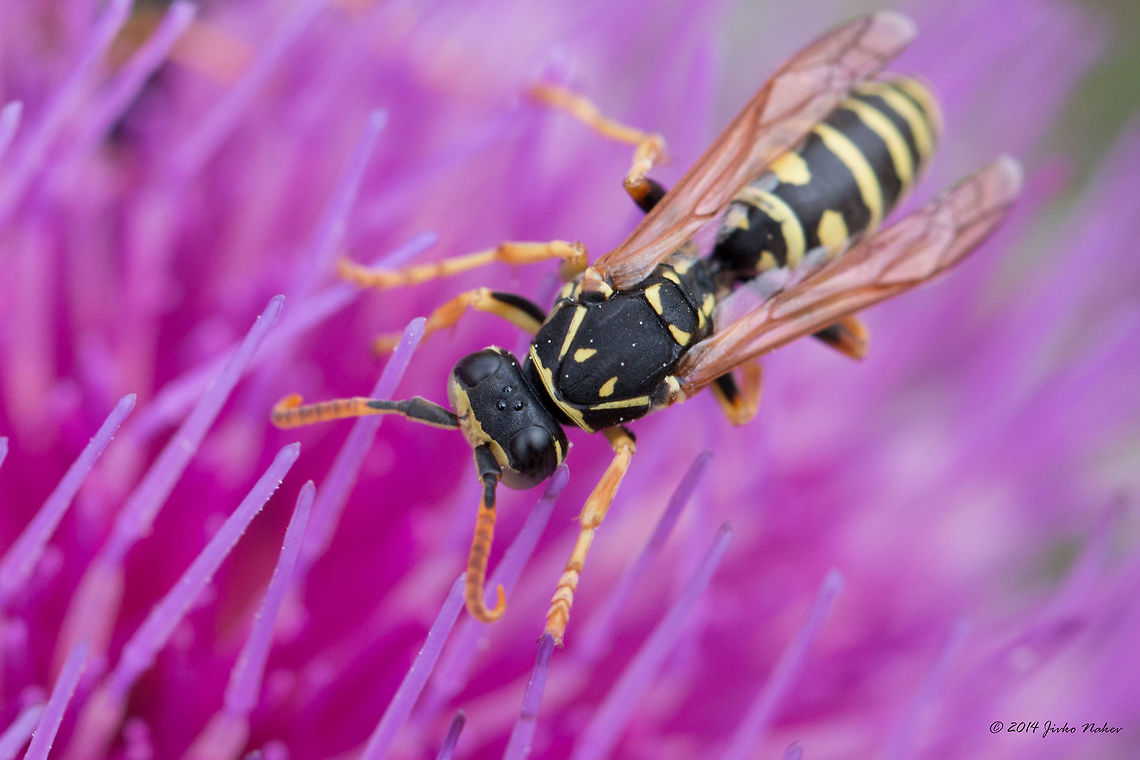 Gallic Paper Wasp Gallic Paper Wasp Collecting Nectar Animalia,Arthropoda,Bistrishko Branishte Nature Reserve,Bulgaria,Europe,Gallic paper wasp,Geotagged,Hymenoptera,Insecta,Polistes gallicus,Summer,Vespidae,Vitosha Mountain Nature Park,Wildlife